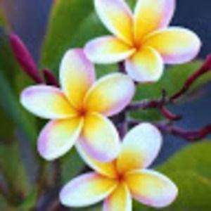 Meet your Posher, Tiare